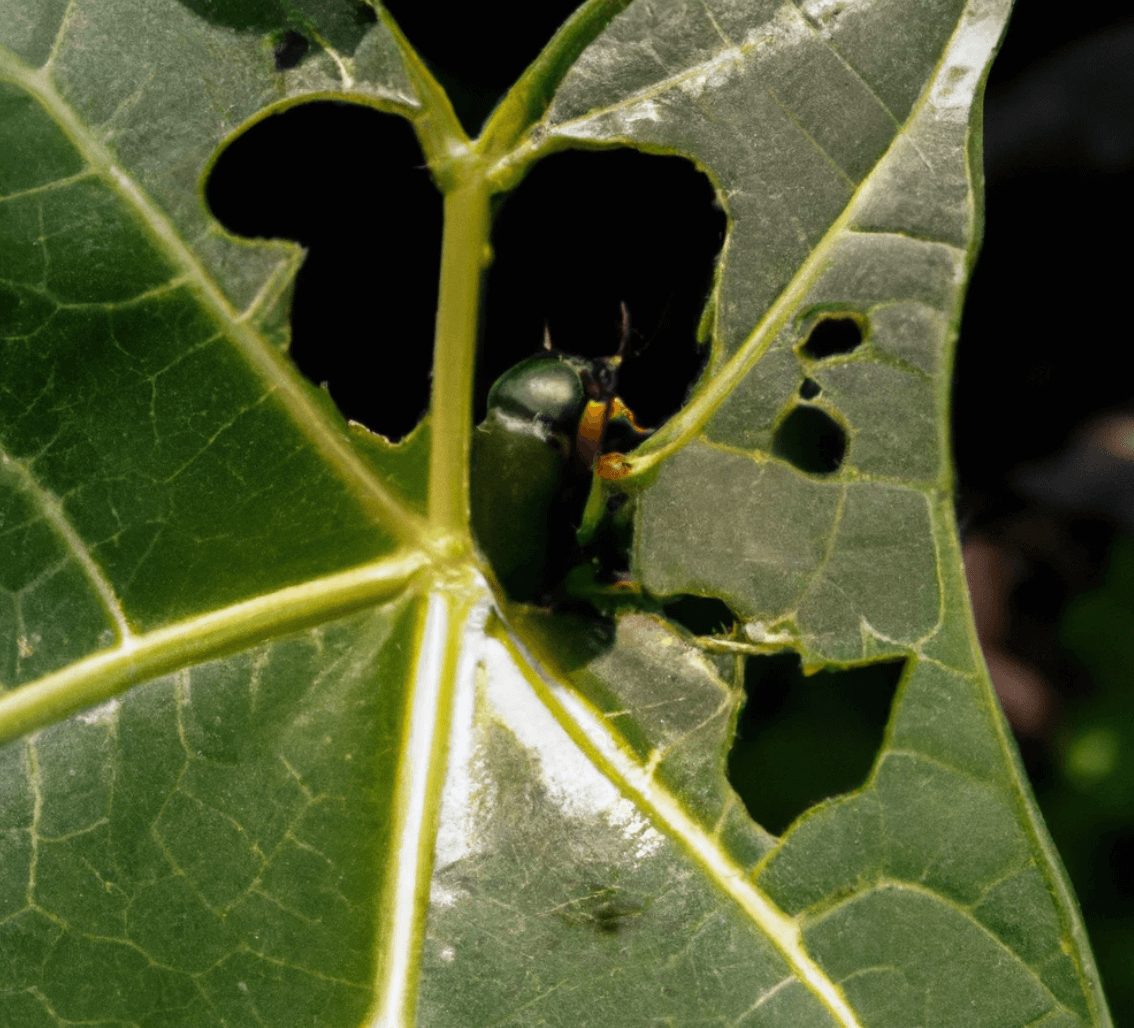 Natural Pest Control: The Eco-Friendly Way to Protect Your Home and Garden